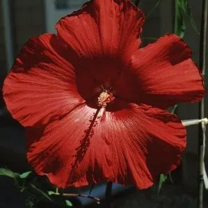 thumbnail for publication: Hibiscus coccineus Scarlet Rosemallow, Texas Star Hibiscus, Swamp Hibiscus